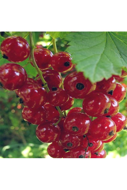 Смородина Джонкер Ван Тетс – ранній червоний сорт