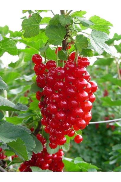 Ribes rubrum Jonkheer Van Tets – щедрі грона червоних ягід