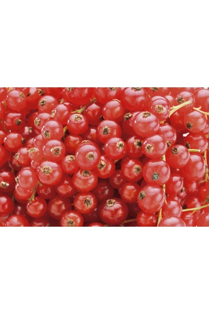 Ribes rubrum Jonkheer Van Tets