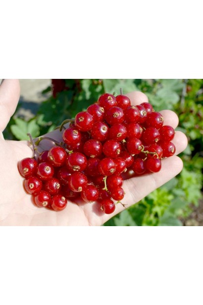 Смородина червона Джонкер Ван Тетс – насичений смак і аромат