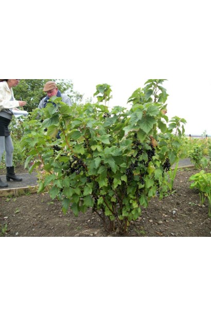 Ribes nigrum Krasa Lvova – кущ із щільними темно-зеленими листками