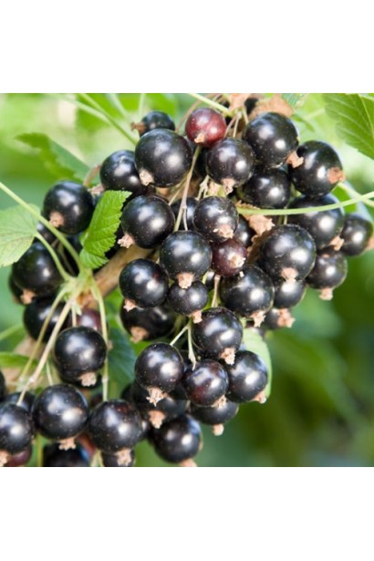 Смородина чорна Краса Львова – середньо-пізній термін дозрівання