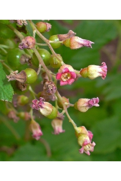 Смородина чорна Краса Львова (середньо-пізня)