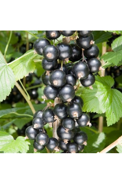 Смородина чорна Краса Львова – середньо-пізній сорт із великими чорними ягодами