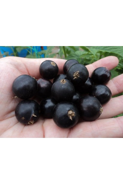 Смородина чорна Краса Львова – ягоди з насиченим ароматом