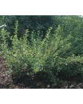 Агрус Російський жовтий (середній) | Крыжовник Русский желтый (средний) | Ribes uva-crispa Russkiy zheltiy
