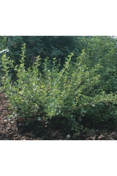 Аґрус Російський кущ з розлогими гілками