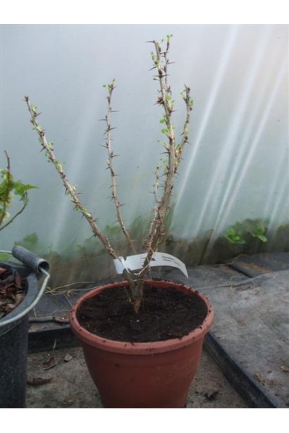 Аґрус Російський жовтий саджанець в горщику