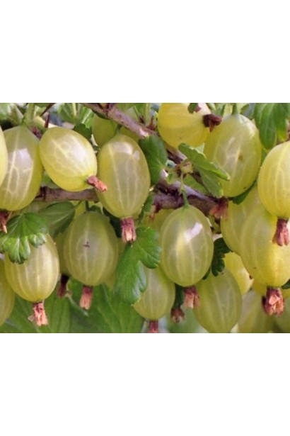 Аґрус Російський  овальні ягоди з восковим нальотом