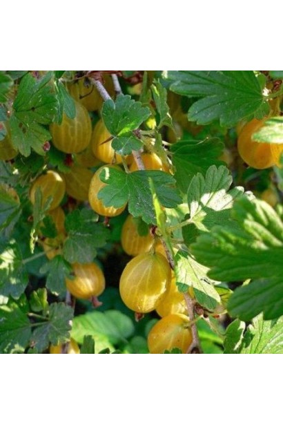 Аґрус Російський янтарно-жовті плоди