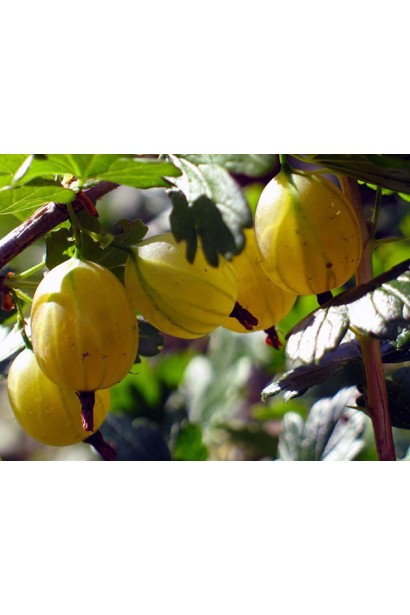 Садовий фінік Російський велетень