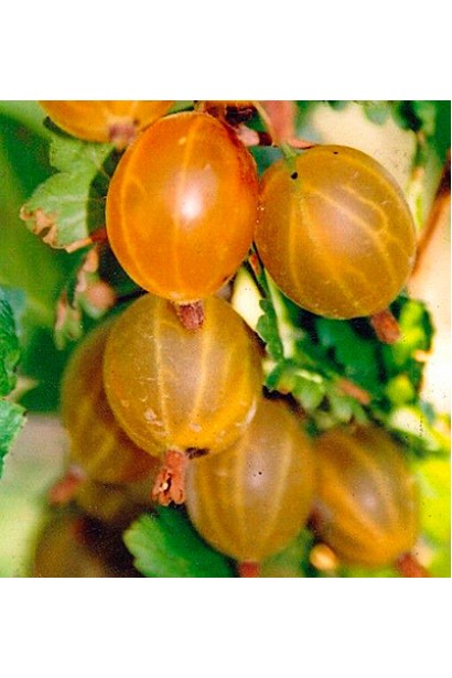 Північний виноград Російський жовтий 