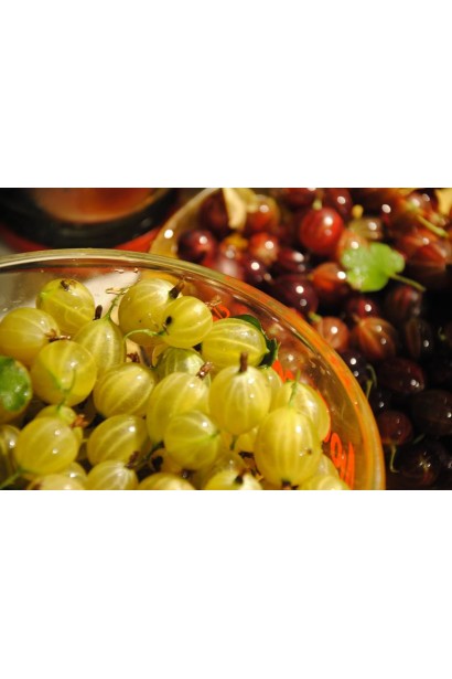 Ribes uva-crispa Russkiy zheltiy