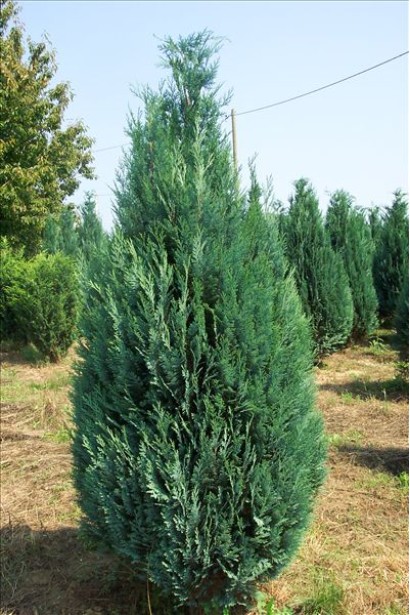 Chamaecyparis lawsoniana Blom