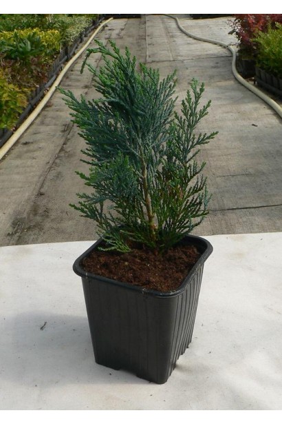 Кипарисовик Лавсона Блом саженец Р9