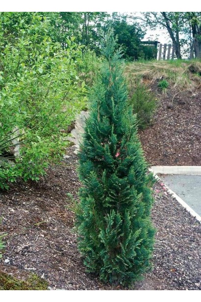 Кипарисовик Лавсона Blom