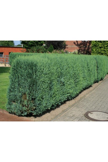 Кипарисовик Лоусона Блом живая изгородь