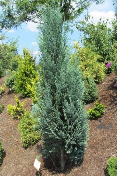 Кипарисовик Лавсона Блом