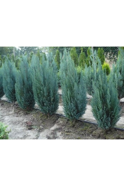 Кипарисовик голубой Блом