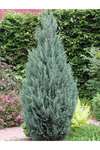 Кипарисовик Лавсона Блом узкая конусообразная форма кроны