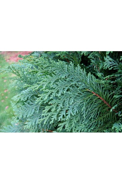 Кипарисовик Лавсона Блом голубой цвет хвои