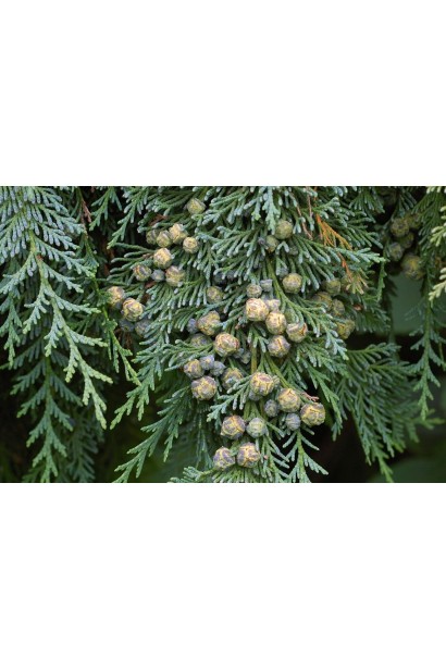 Кипарисовик Лавсона Блом округлые шишки