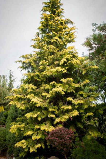 Кипарисовик нутканский Ауреа