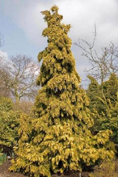 Желтый кедр Аляски