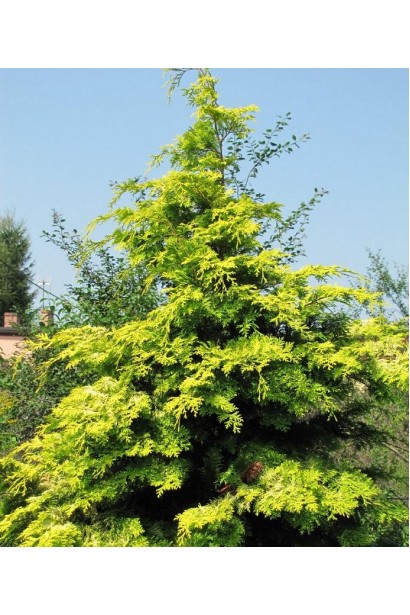 Желтый кипарисовик