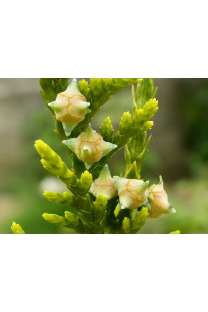 Нутканский кедр шишки