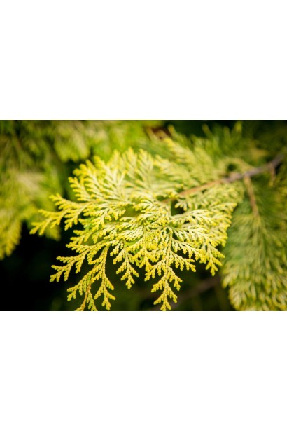 Лимонно-желтая весенняя окраска хвои кипарисовика нутканского Ауреа