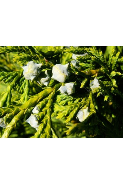 Кипарисовик нутканский Ауреа плоды