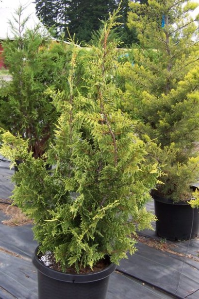 Chamaecyparis nootkatensis Aurea
