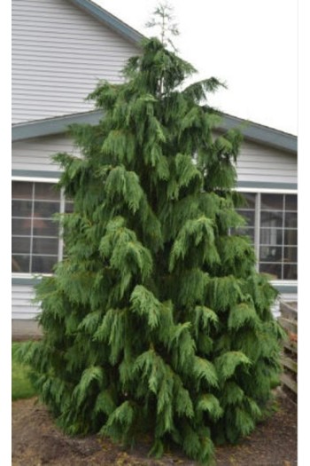 Кипарисовик нутканський Кліпперт | Кипарисовик нутканский Клипперт | Chamaecyparis nootkatensis Klippert