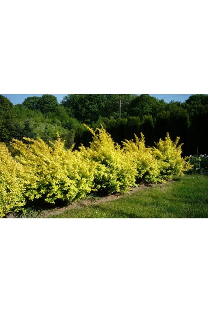 Барбарис Ауреа лимонно-жовтий колір