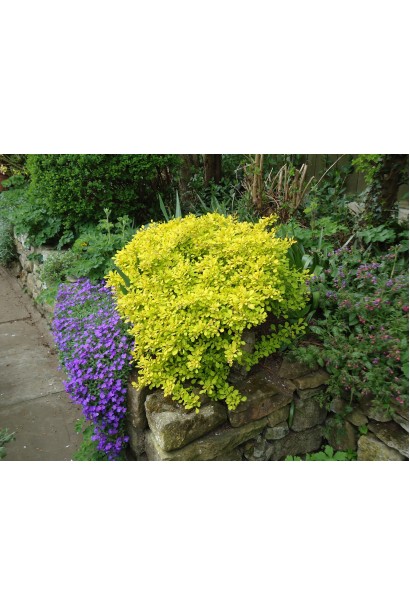 Барбарис Aurea міксбордер