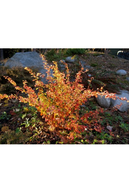 Барбарис Тунберга Ауреа осіннє забарвлення