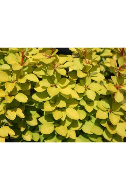 Барбарис Тунберга Ауреа жовте листя