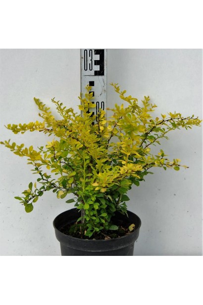 Барбарис Тунберга Ауреа саджанець в горщику 