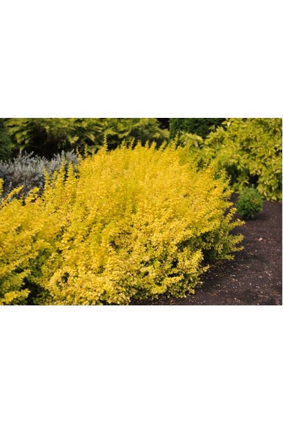 Жовтий барбарис