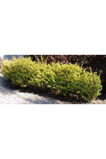 Барбарис Тунберга Ауреа посадка