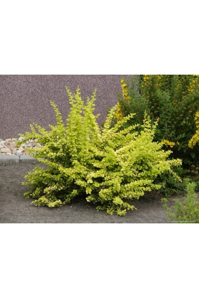 Барбарис Тунберга Ауреа розлогий кущ