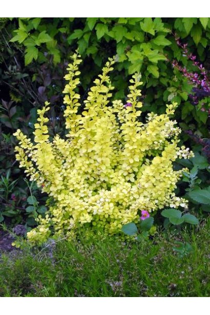 Барбарис Ауреа ландшафтний дизайн