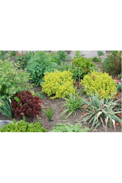 Барбарис Тунберга Ауреа в ландшафті