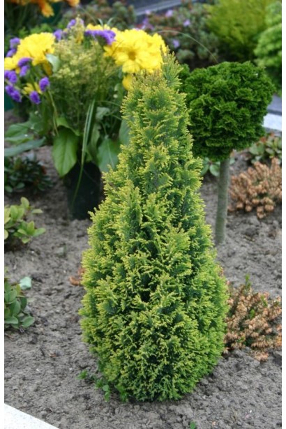 Кипарисовик жовтий Елвудс Голд