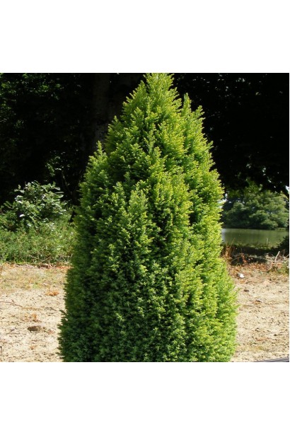 Кипарисовик Лавсона Елвудс Голд