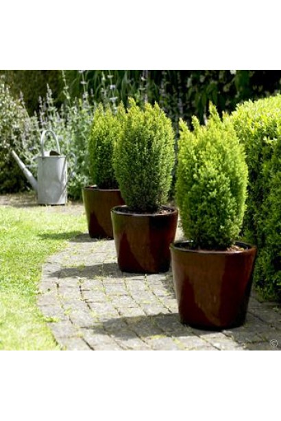 Кипарисовик Елвудс Голд в  декоративних контейнерах