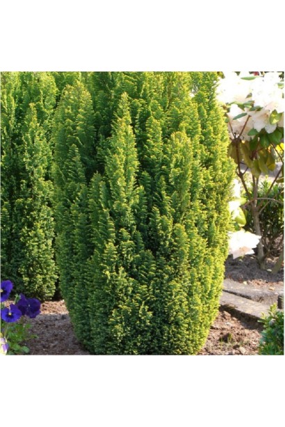 Кипарисовик Лавсона Золото Елвуда