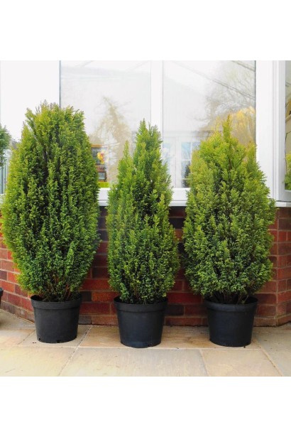 Chamaecyparis lawsoniana Elwood`s Gold