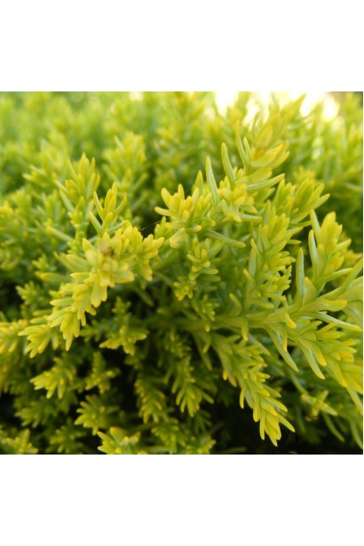 Кипарисовик Елвудс Голд густа хвоя золотисто-жовтого кольору